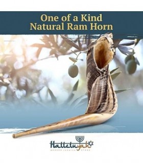 Shofar de Israel 14 - 16: KOSHER SEM ODOR Shofar Chifre de Carneiro | Bocal suave para sopro fácil | Inclui bolsa de veludo, esc