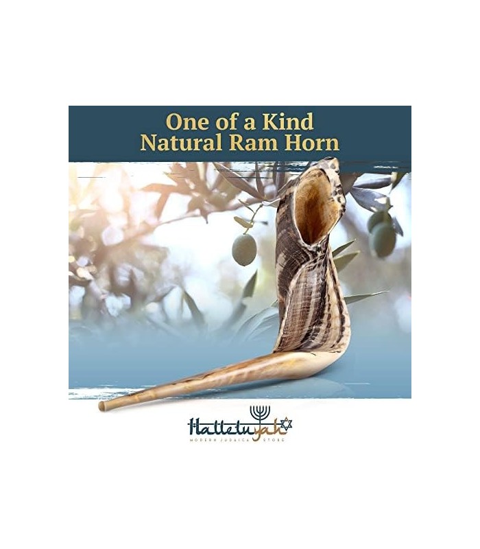 Shofar de Israel 14 - 16: KOSHER SEM ODOR Shofar Chifre de Carneiro | Bocal suave para sopro fácil | Inclui bolsa de veludo, esc