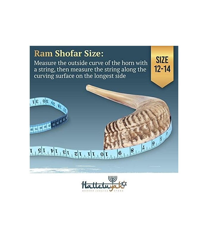 Shofar de Israel 14 - 16: KOSHER SEM ODOR Shofar Chifre de Carneiro | Bocal suave para sopro fácil | Inclui bolsa de veludo, esc