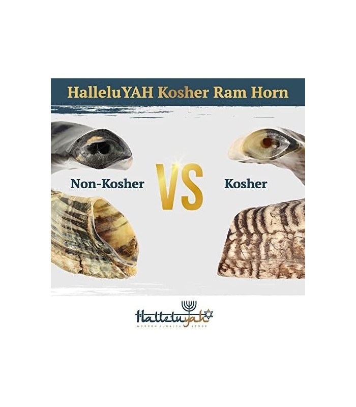 Shofar de Israel 14 - 16: KOSHER SEM ODOR Shofar Chifre de Carneiro | Bocal suave para sopro fácil | Inclui bolsa de veludo, esc