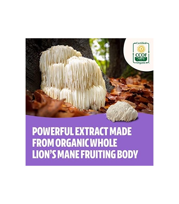 Suplemento de Cogumelo Juba de Leões FreshCap - Nootrópico Natural para a Saúde do Cérebro, Cognição e Humor - Suprimento para D